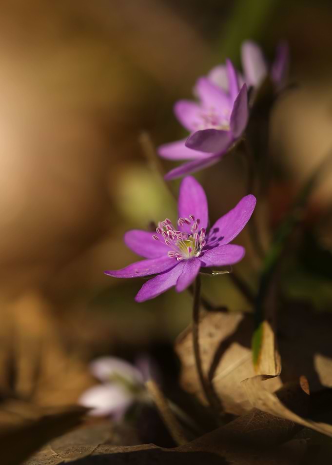Floral composition