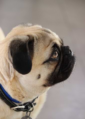 Profile of a Pug