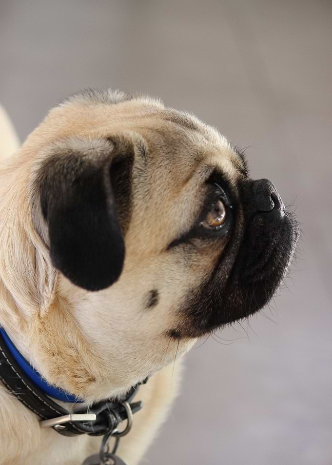 Profile of a Pug