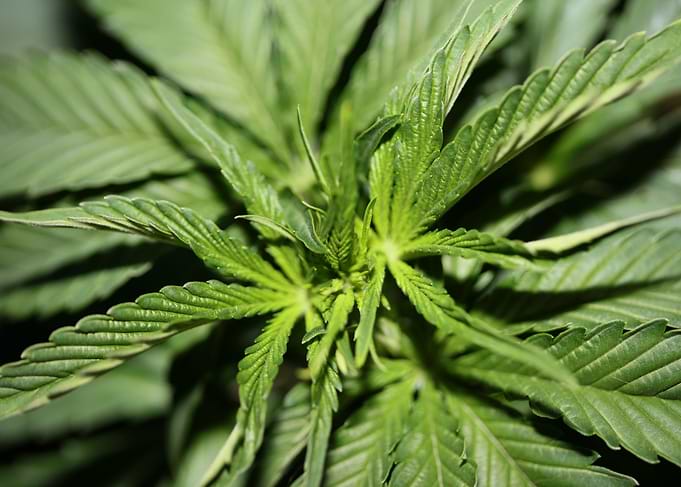 Cannabis sativa leaves