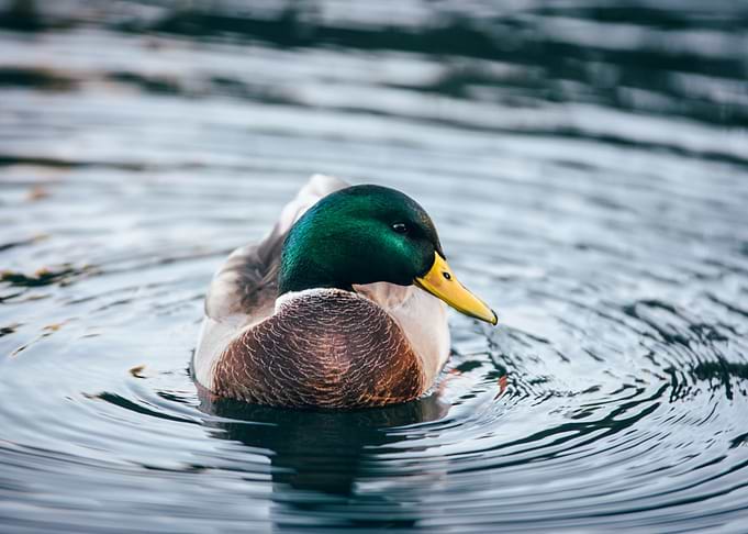 Ducks