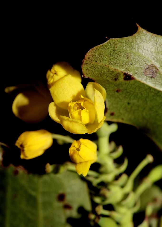 Berberis aquifolium flower