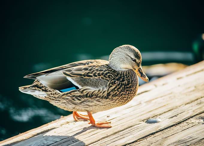 Ducks