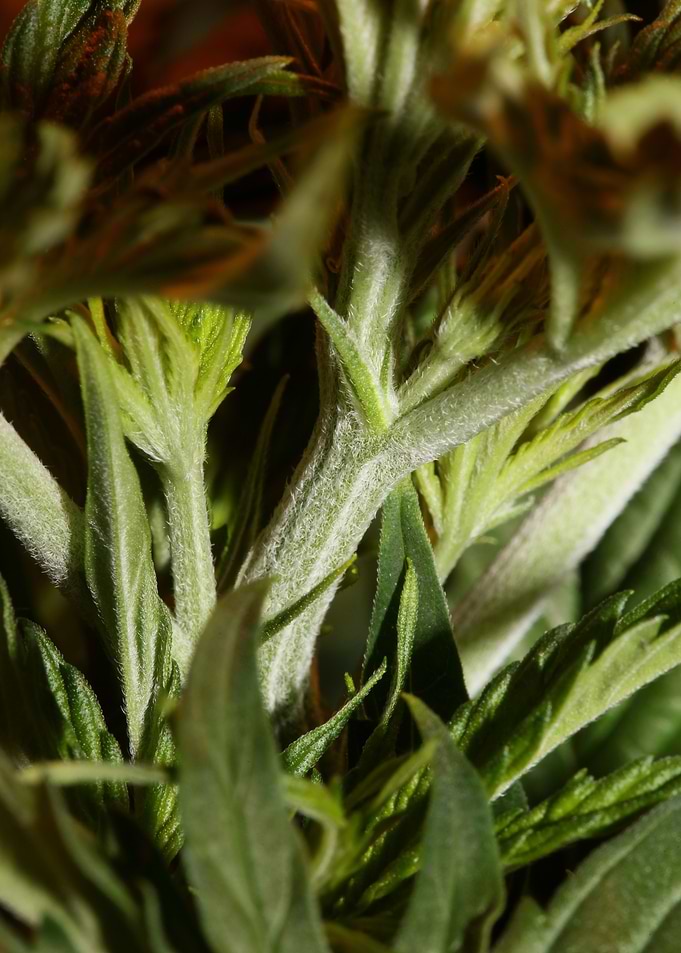 Cannabis sativa leaves