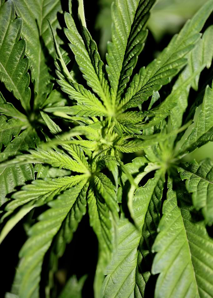 Cannabis indica leaves