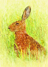 Rabbit