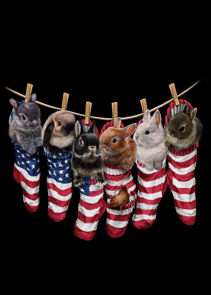 Cute Bunnies in Socks
