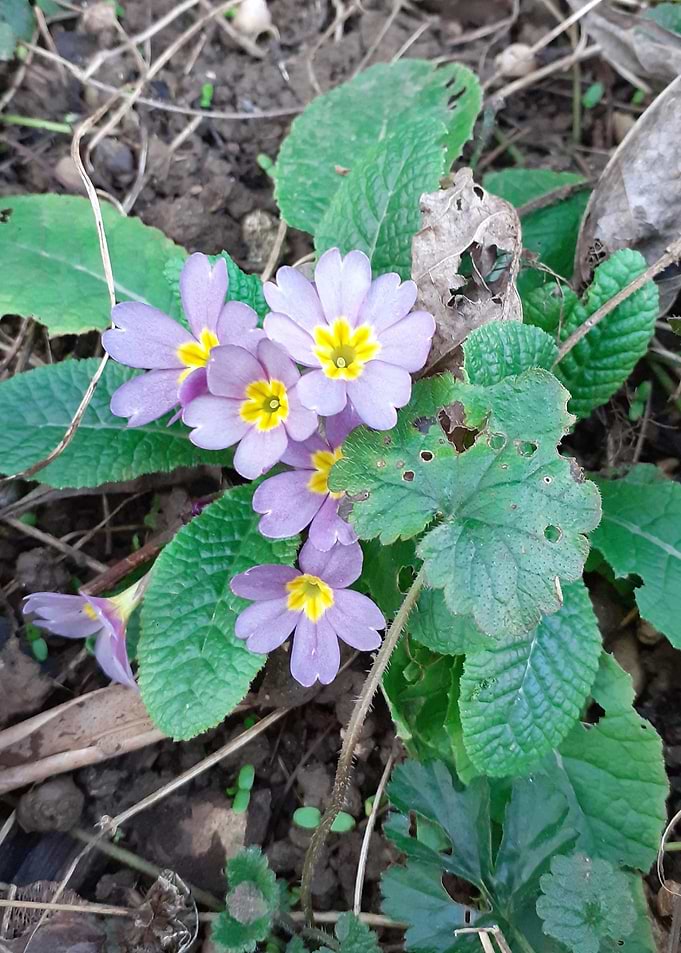 purple primula