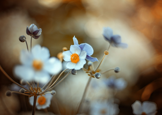 Anemone,white macro flower