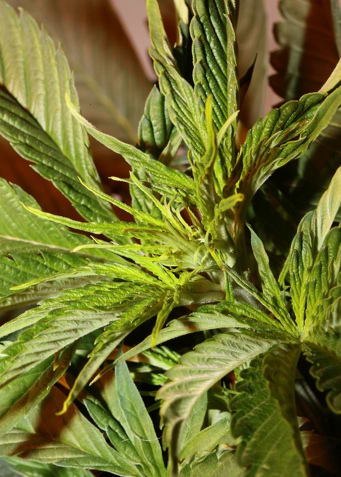 Cannabis indica leaves