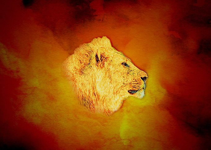 Lion portrait