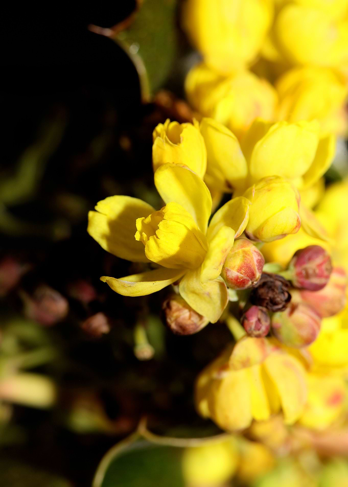 Berberis aquifolium flower