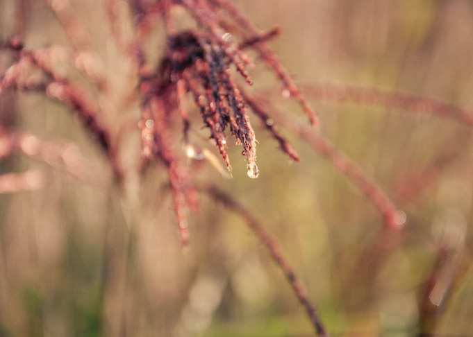 Red Grass