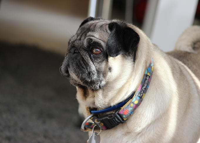 Lily Von Puggle