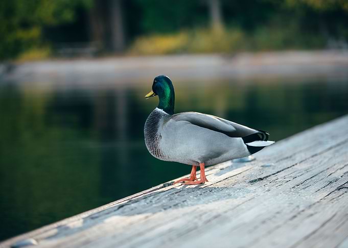 Ducks