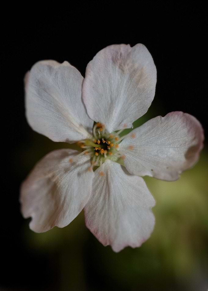 Prunus white flower macro