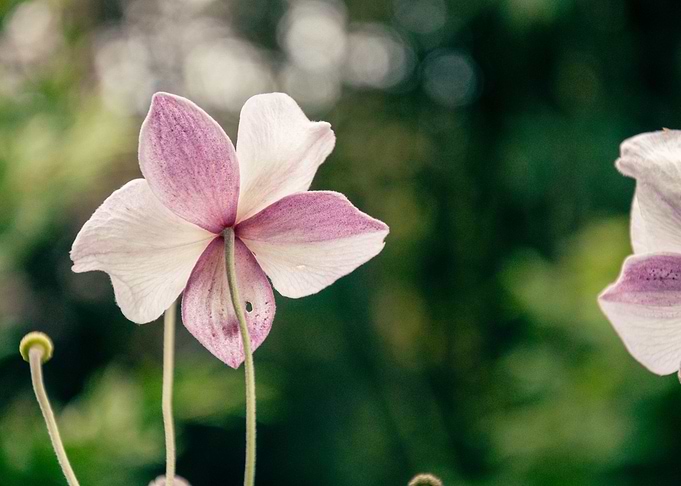Anemone