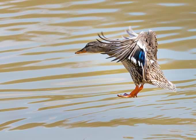 Ducks
