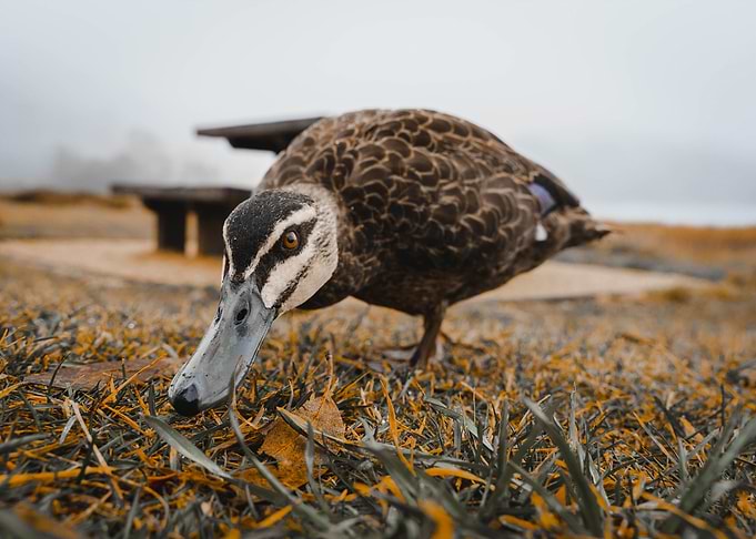 Ducks