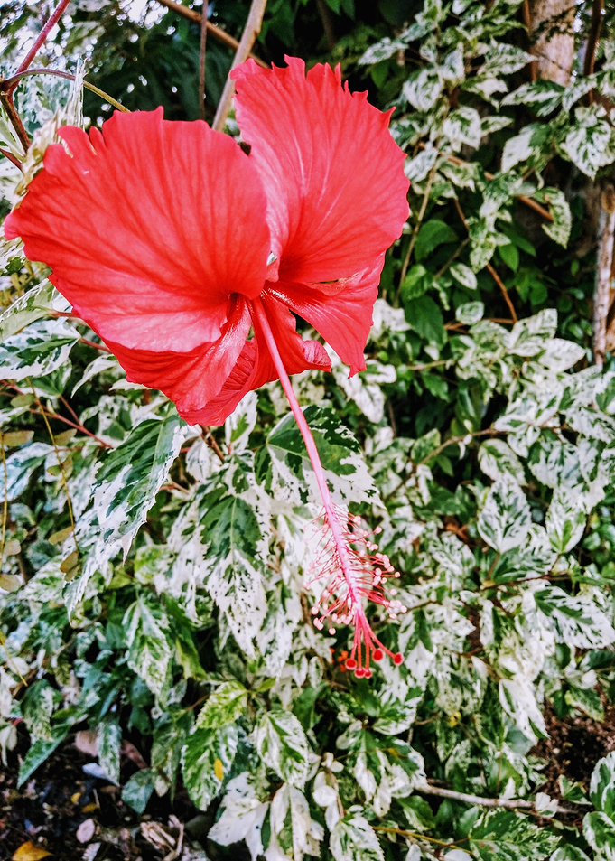 red long flower green