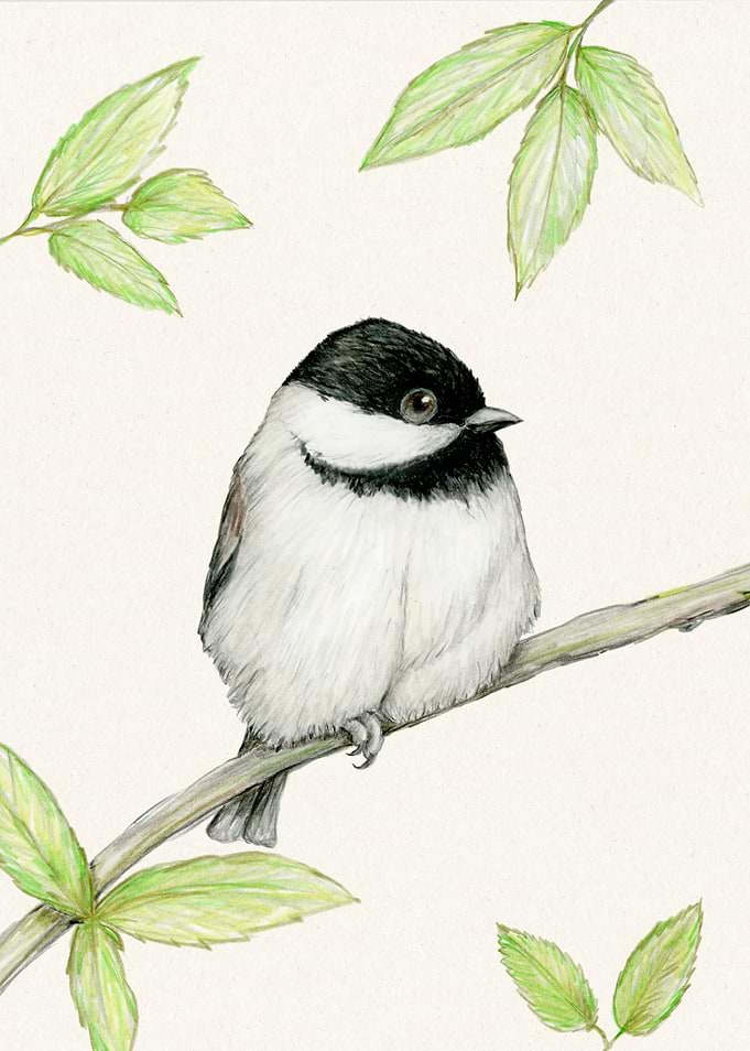 Carolina chickadee