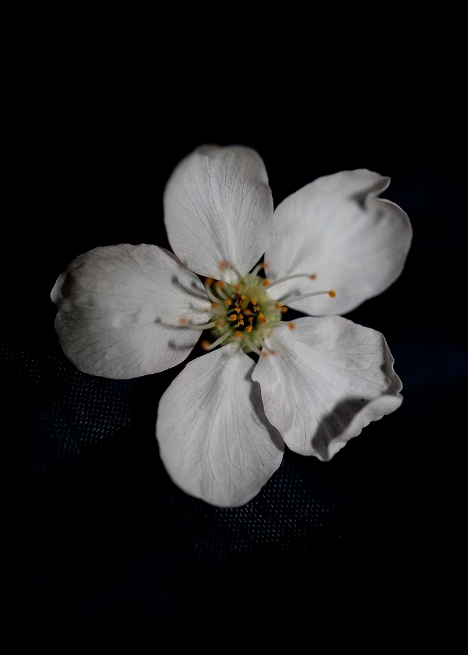 Prunus flower blossoming