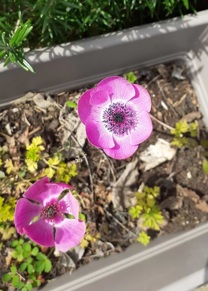 purple flower 05