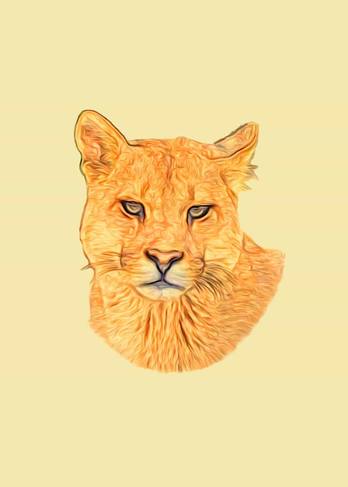 Mountain lion