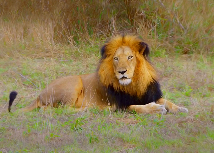 Lion
