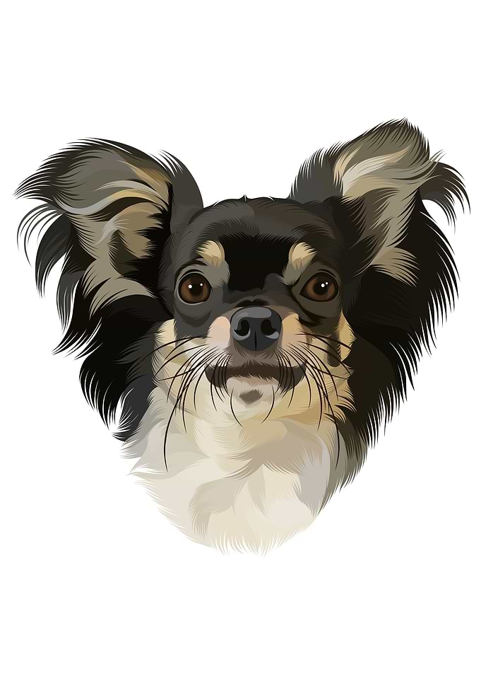 CHIHUAHUA 2