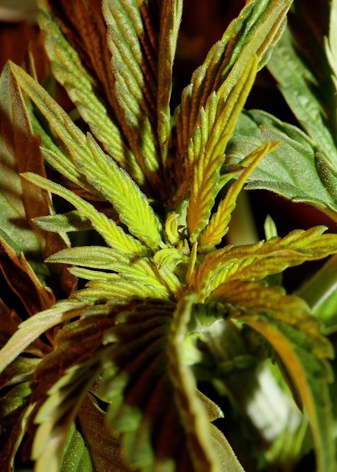 Cannabis indica leaves