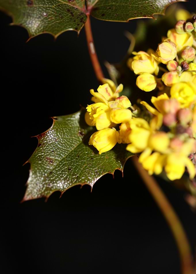 Berberis aquifolium flower