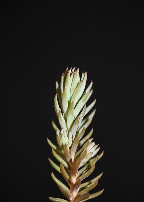Sedum ochroleucum flower