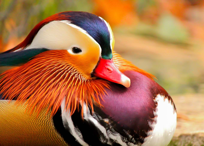 Ducks