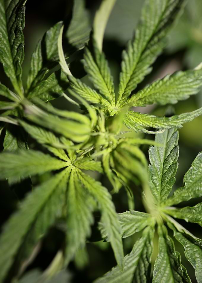 Cannabis sativa leaves