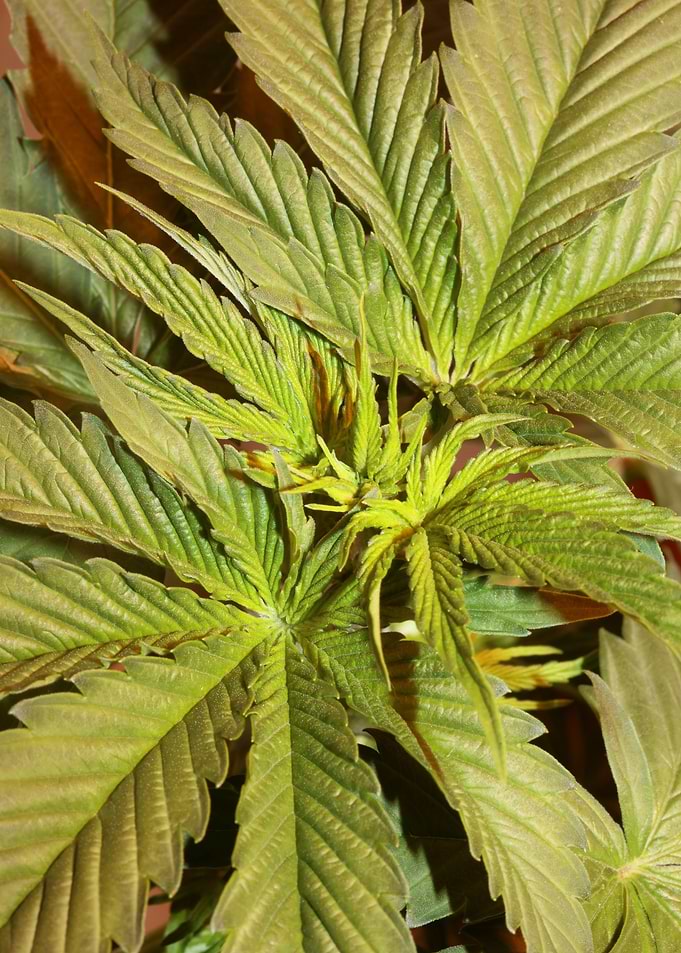Cannabis indica leaves