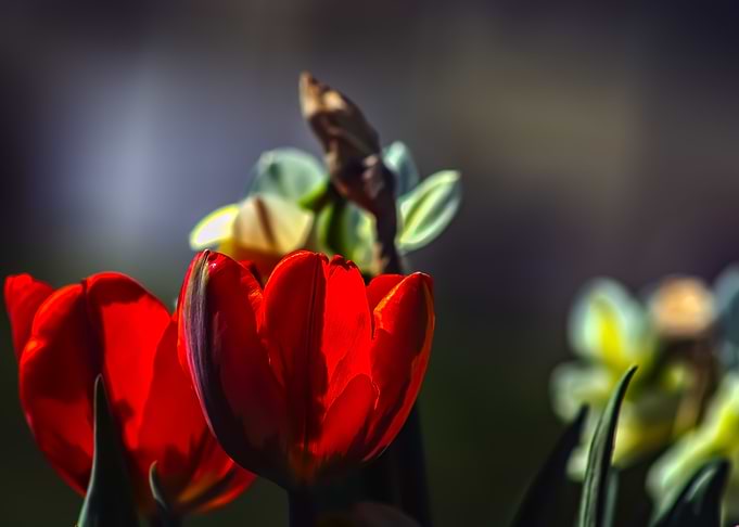Tulip love