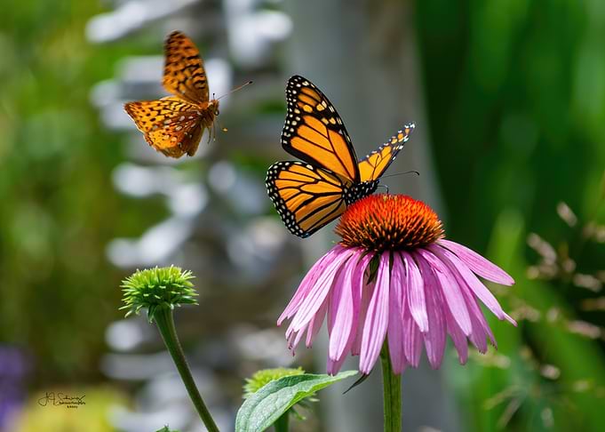 Flutterbye