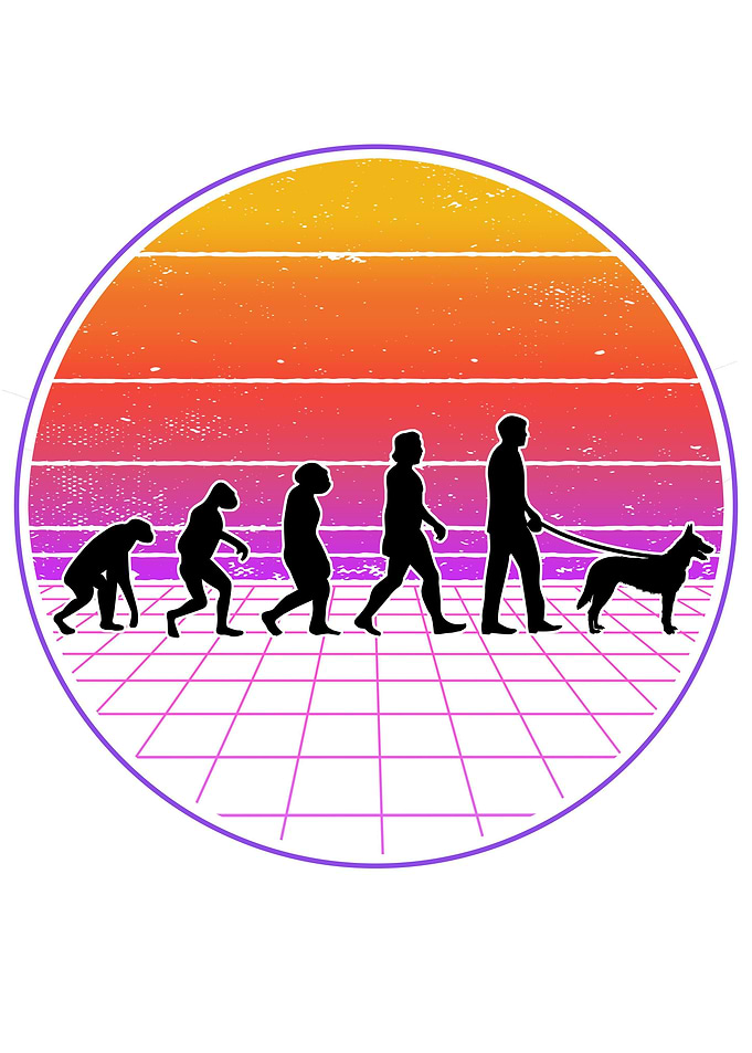 Hollandse Herder Evolutino