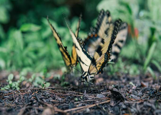 two butterfly floor black