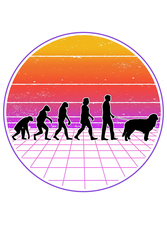 Hovawart Evolution