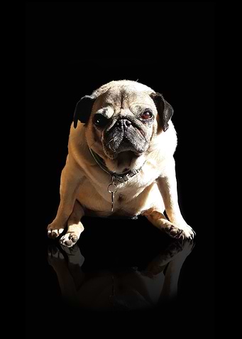 Pug Superstar
