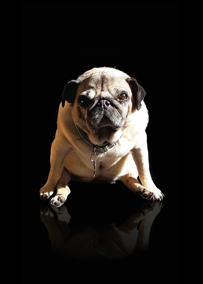 Pug Superstar