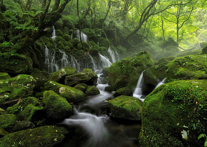 Waterfall in the Forest