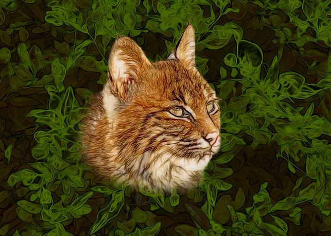 Lynx portrait