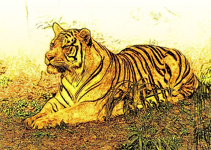 Tiger