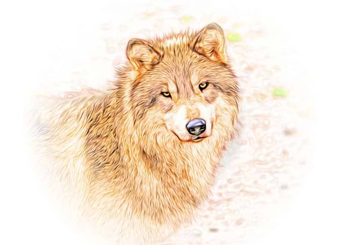 Wolf portrait