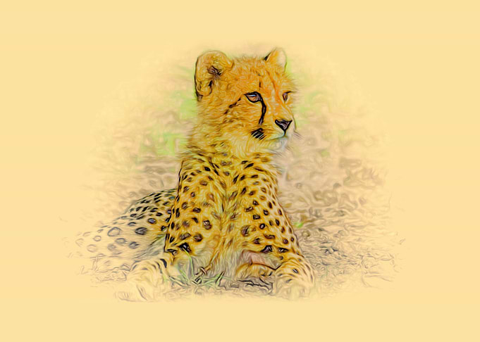 Cheetah