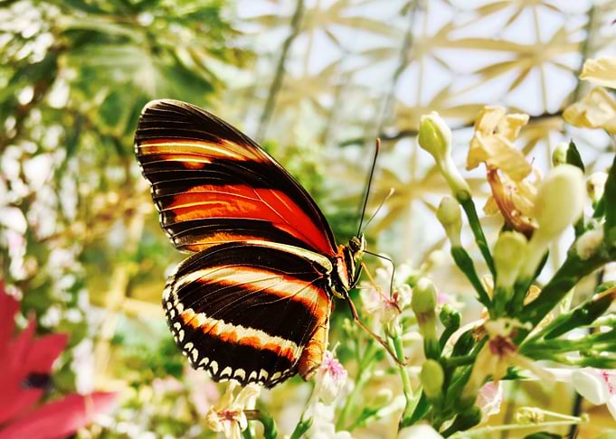 orange black butterfly pla