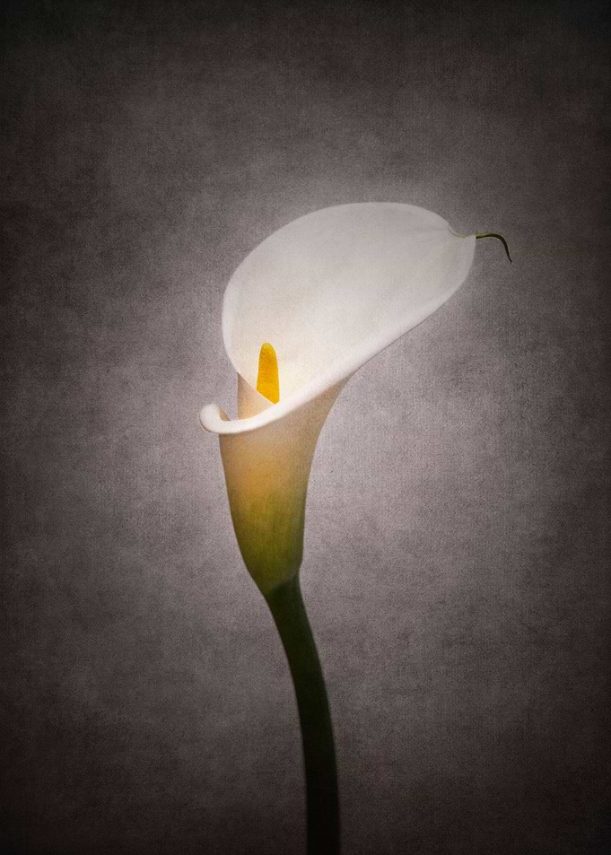 Calla No 4 Vintage